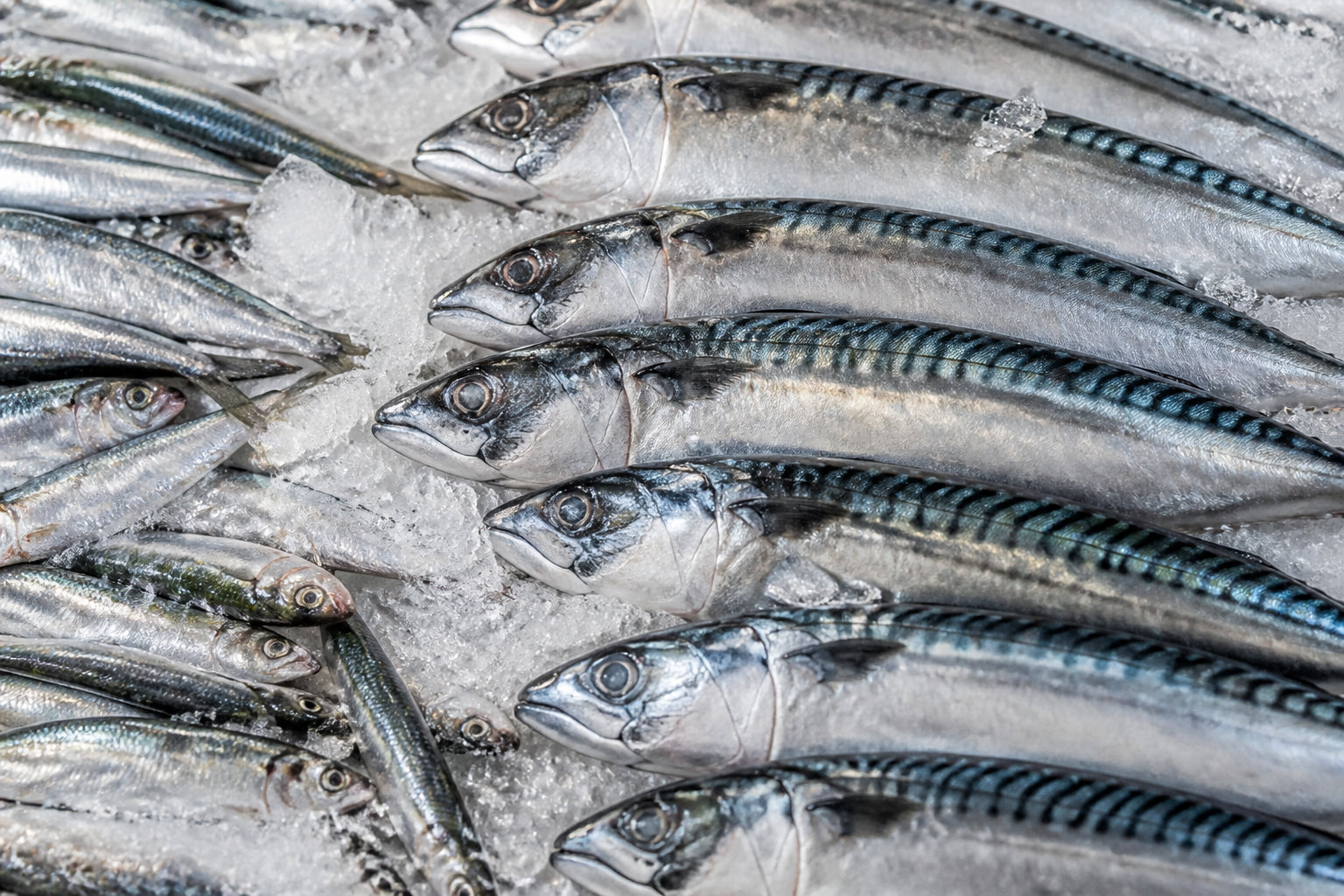 Le poisson gras : un pilier pour la structure neuronale
